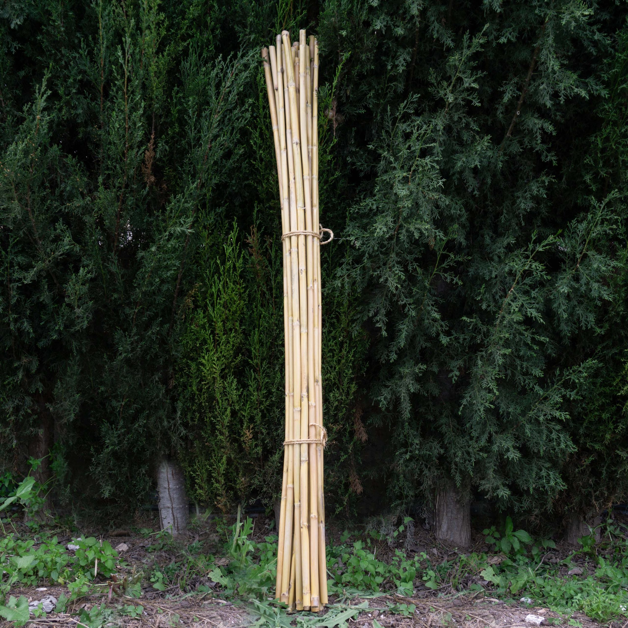 30 cañas Decorativas (Similar a Las Varillas de bambú) 120 cm, 10-15 mm de Grosor. 100% ecológicas. Para decoración, huertos, jarrones - Imagen 3