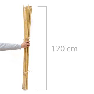 30 cañas Decorativas (Similar a Las Varillas de bambú) 120 cm, 10-15 mm de Grosor. 100% ecológicas. Para decoración, huertos, jarrones - Imagen 4