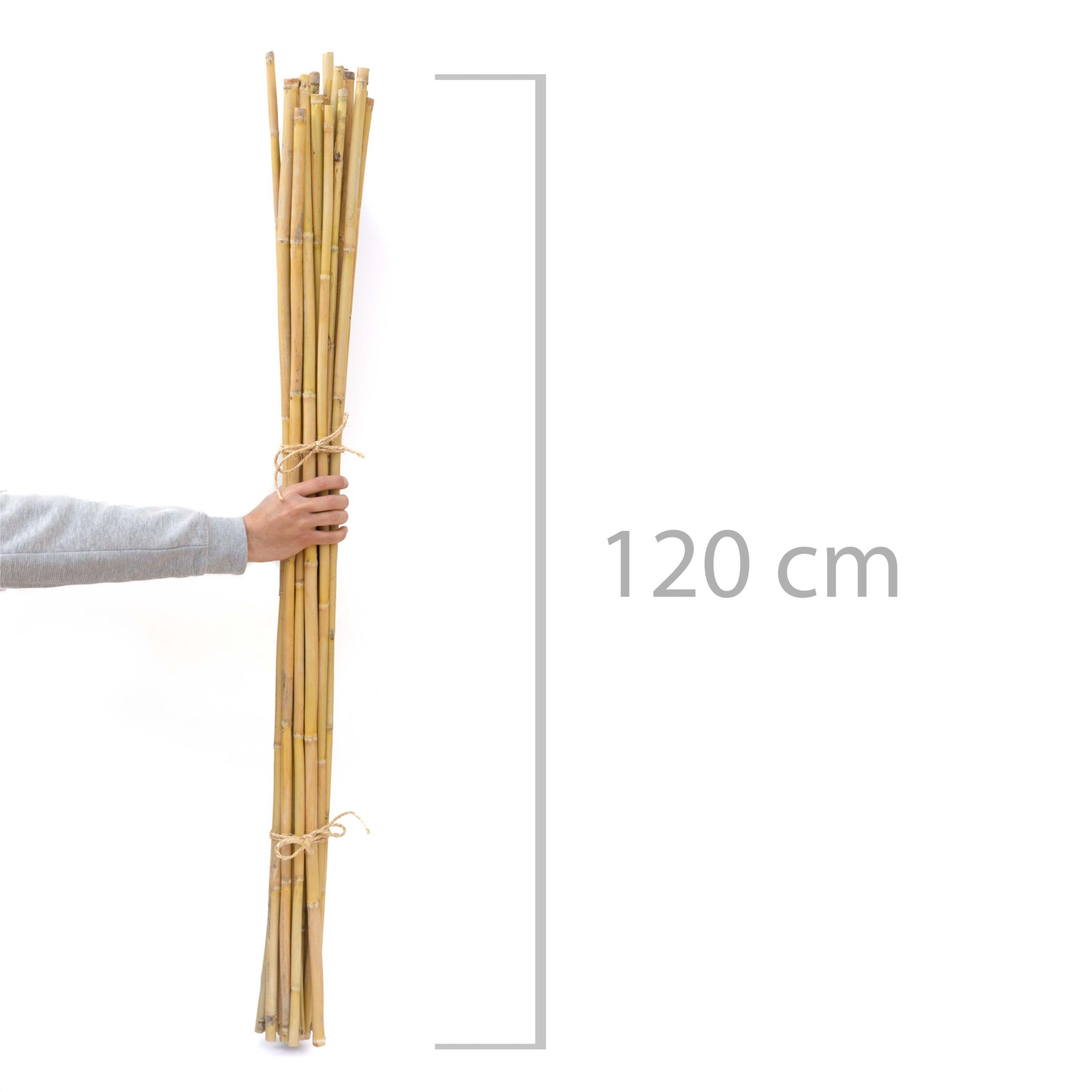 30 cañas Decorativas (Similar a Las Varillas de bambú) 120 cm, 10-15 mm de Grosor. 100% ecológicas. Para decoración, huertos, jarrones - Imagen 4